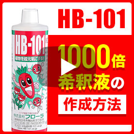 HB-101 1000倍希釈版の作成方法