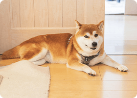 ペットまわり