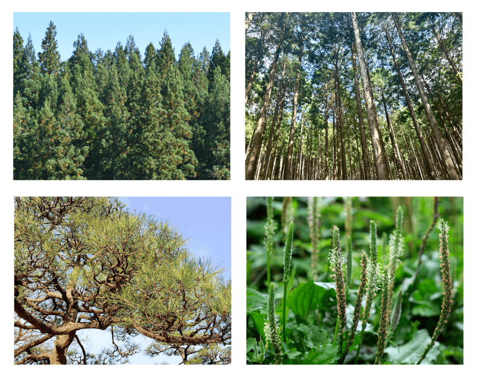 写真｜夢見るシャンプー