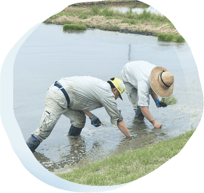 写真：田植えの写真