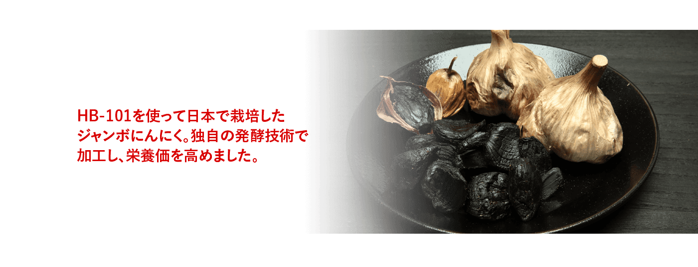 HB-101を使って日本で栽培したジャンボにんにく。独自の発酵技術で加工し、栄養価を高めました。