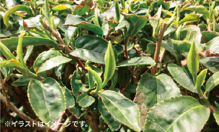 HB-101の茶葉から抽出した緑茶葉オイルを配合。