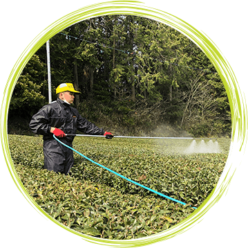 虫が付きやすく、無農薬では難しいお茶栽培。防虫・防菌効果の高いHB-101が元氣なお茶を育てます。