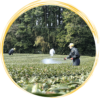 地元の専門農家様指導のもと、フローラ自社茶畑で社員が心を込めて、丁寧に摘み取っています。