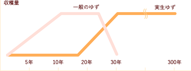 樹齢300年の生命力「桃栗３年、柿８年、柚子の大馬鹿18年！」実生ゆずとは一般的な接ぎ木で育つゆずではなく種から育てたゆずです。実が採れるまで18年かかりますが、実が大きく香りが強いのが特徴です。ゆずの栄養成分は果肉だけではなく、皮や種などにも多く含まれています。