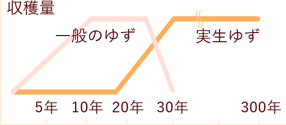 樹齢300年の生命力「桃栗３年、柿８年、柚子の大馬鹿18年！」実生ゆずとは一般的な接ぎ木で育つゆずではなく種から育てたゆずです。実が採れるまで18年かかりますが、実が大きく香りが強いのが特徴です。ゆずの栄養成分は果肉だけではなく、皮や種などにも多く含まれています。