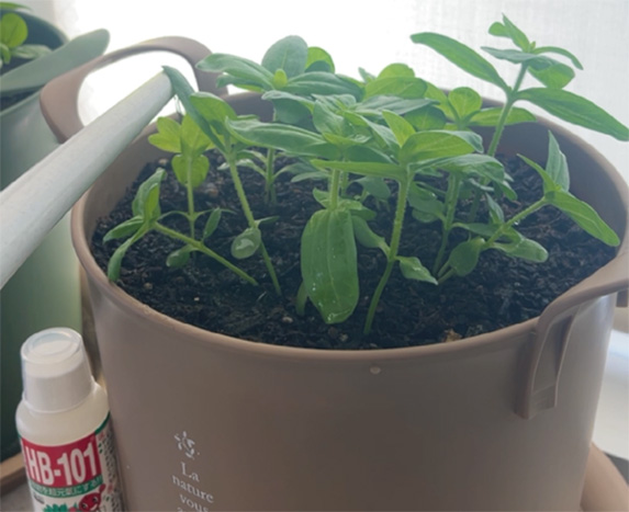 栽培中の百日草の写真