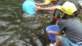 第13回小原一色川へアマゴ一万匹放流&HB-101流し込み