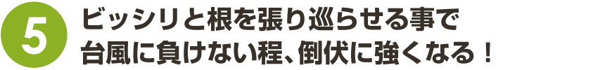ビッシリと根を張り巡らせる事で台風に負けない程、倒伏に強くなる!