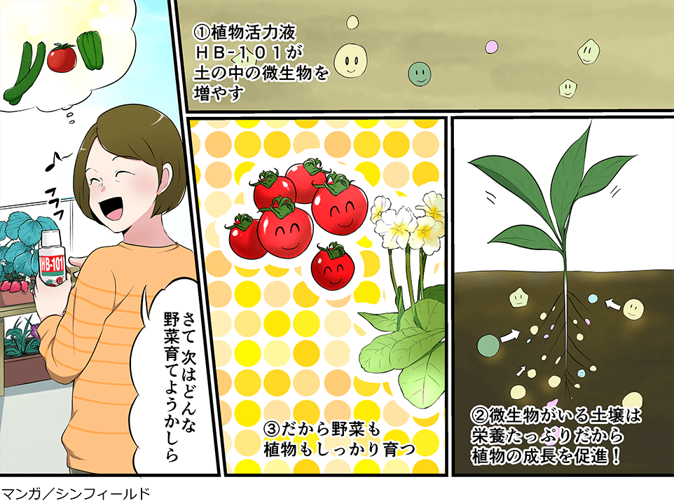 ①植物活力液ＨＢ-１０１が土の中の微生物を増やす②微生物がいる土壌は栄養たっぷりだから植物の成長を促進！③だから野菜も植物もしっかり育つさて 次はどんな野菜育てようかしら